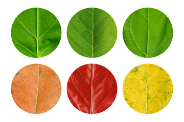 collection of circle leafs stickers. circle tags with leafs on white background