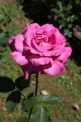 Pink rose (grade Moondrops, Delforge, 1985) in Moscow garden. Buds, inflorescence of flower closeup. Summer nature. Postcard with pink rose. Roses blooming. Pink flowers, rose blossom. Photo of roses