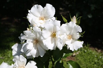 White roses (grade 