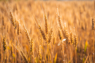 Golden wheat field with morning dew.