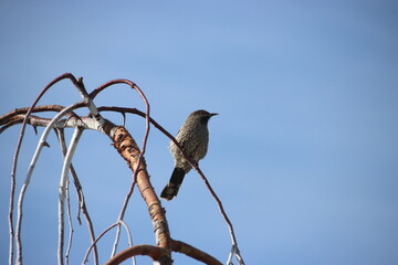 Red Wattlebird (Anthochaera carunculata), Cranbourne East, Melbourne, Victoria, Australia.