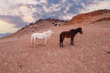 Wild horses on beautiful landscape mountains Republic Altai Russia, texture of red sands in Mars valley, aerial top view