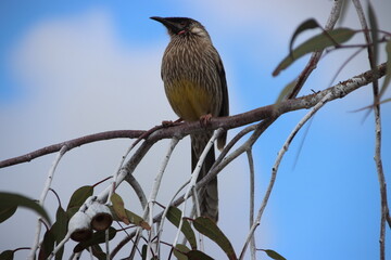 Red Wattlebird (Anthochaera carunculata), Cranbourne East, Melbourne, Victoria, Australia.