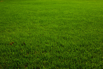 Obraz na płótnie Canvas lawn, turf, the grass, 잔디