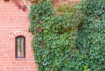 Fototapeta na wymiar Brick wall with window and green leaves. Latvia.