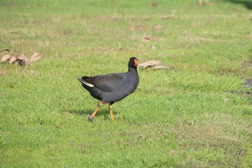 Purple Swamphen (Porphyrio porphyrio), Casey Fields, Cranbourne East, Melbourne, Victoria, Australia.