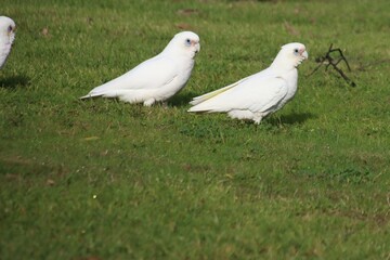 Little Corella (Cacatua sanguinea), aka Short-billed Corella, Casey Fields, Cranbourne East, Melbourne, Victoria, Australia.
