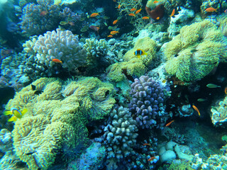Fototapeta na wymiar Colony of colorful corals and small exotic fishes at the bottom of the Red sea in Egypt, travel concept