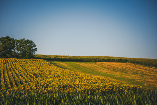 Beautiful rural landscape, summer field with sunflowers under blue sky, panoramic shot