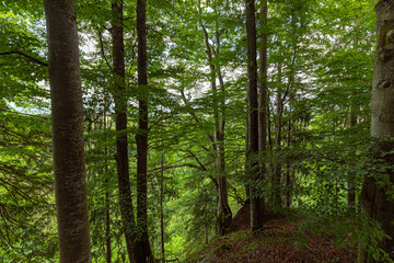 alpine forest in southern Bavaria