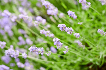 Blooming lavender in the garden