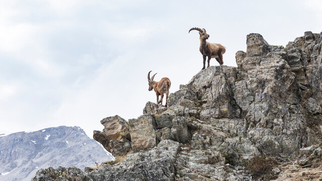 Ibex in the nature reserve, Swiss Alps