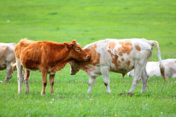 Fototapeta na wymiar young bulls on green meadow