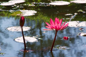pink lotus flowers in the pond