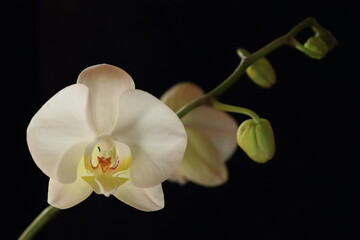 Naklejka na ściany i meble White orchid flower on dark background