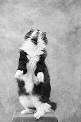 後ろ足で立って見上げている猫