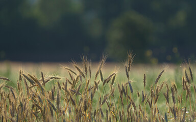 Fototapeta premium AGRICULTURE - Cereals on the farmland before harvest