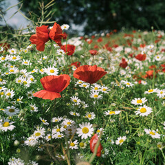 
SUMMER LANDSCAPE - Blooming red poppy and chamomile flowers
