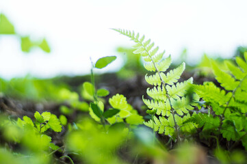 京都 大原三千院に芽吹いた新鮮なシダ植物