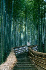 京都 化野念仏寺の美しい竹林と街道
