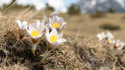 Alpine Anemones after winter