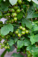 Green currant berries on a green background on a summer day. Green berries of white currant hanging on a bush branch, a close-up photo in summer