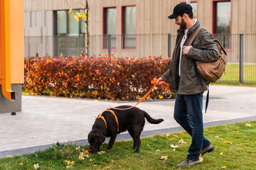 Full length view of the bearded caucasian brunette man walking with his brown Labrador dog while...