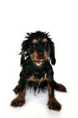 Black and tan Cavalier King Charles spaniel taking a bath. Isolated over white background. 