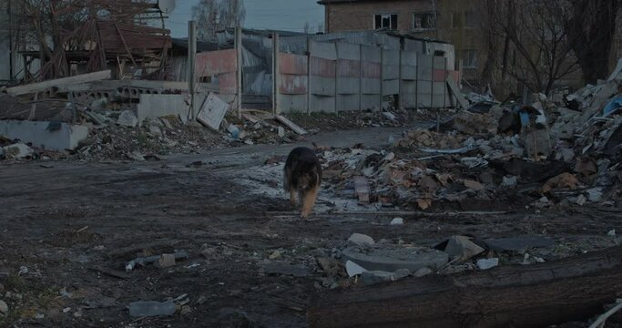 Domestic animal walking along on the road in ruined city during russian invasion