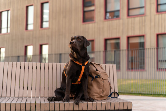 Full length view of the brown Labrador dog sitting and posing on a bench in the city while feeling proud and confident. Stock photo