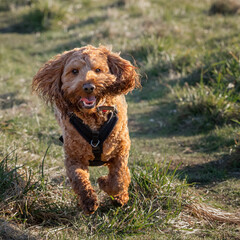 A red cockapoo dog running along a path in the park during a morning walk