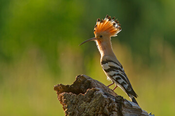 dudek, Eurasian Hoopoe or Common hoopoe (Upupa epops) © Grzegorz