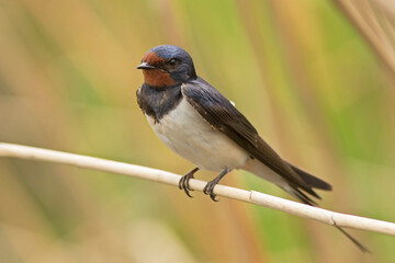 dymówka, Barn Swallow, Hirundo rustica