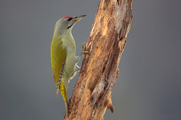 dzięcioł zielonosiwy, Grey-headed woodpecker, Picus canus
