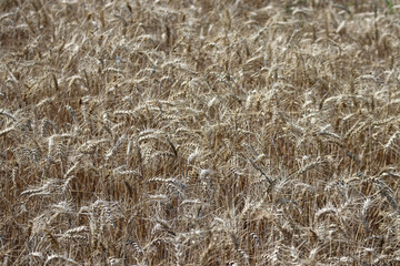 Rye field in Auvergne, central France