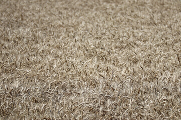 Rye field in Auvergne, central France