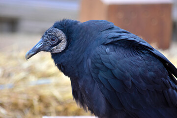 Close up view of a black vulture