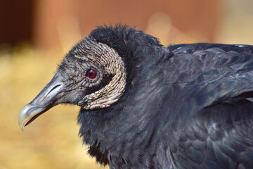Close up view of black vulture