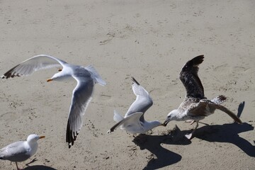 flock of seagulls on the sand