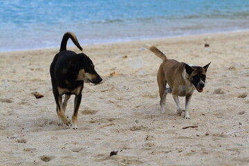 Two stray dogs playing on the beach.
