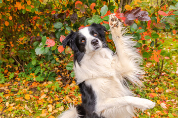 Funny smiling puppy dog border collie playing jumping on fall colorful foliage background in park outdoor. Dog on walking in autumn day. Hello Autumn cold weather concept.