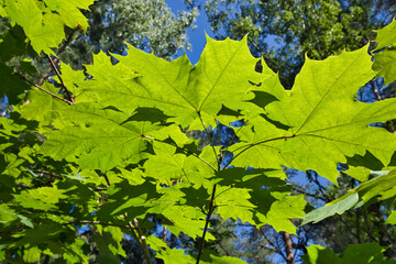 Green maple leaves in sunlight
