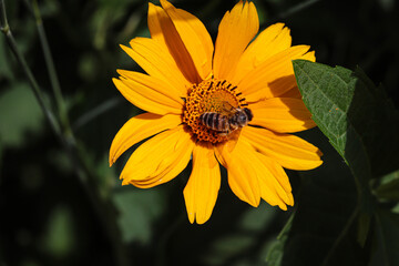 Bee collects pollen from a beautiful yellow flower. Bright sunny day.