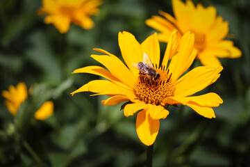 Bee collects pollen from a beautiful yellow flower. Bright sunny day.