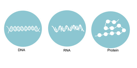 The molecular biology: DNA, RNA and protein that represent in Blue and White icon
