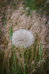 Big beautiful and fluffy dandelion. Closed Bud of a dandelion. Dandelion white flowers in green grass. High quality photo. 