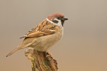 Mazurek, Tree sparrow (Passer montanus) - obrazy, fototapety, plakaty