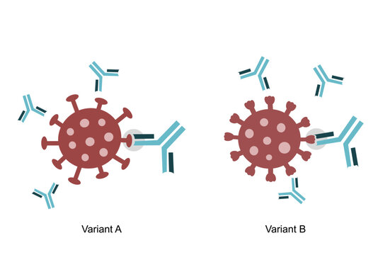 The spike protein (S) was bound with specific antibodies (Neutralizing antibodies) to variant A and B of pathogen molecule: COVID-19 or SARS-CoV-2, other viruses