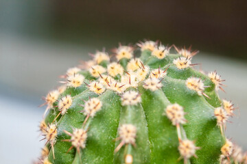 Close-up of a green homemade cactus. Prickly plant at home