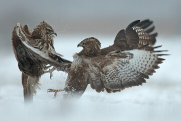 Myszołów, common buzzard, Buteo buteo